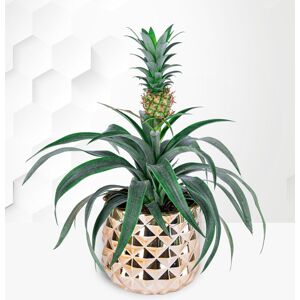 Prestige Flowers Golden Pineapple Plant