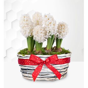 Prestige Flowers Winter Hyacinth Basket