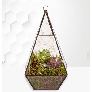 Prestige Flowers Organic Terrarium Planter