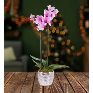 Prestige Flowers Classic Phalaenopsis Orchid - Orchid Plants - Christmas Plants - Indoor Plants - Indoor Plant Delivery - Houseplants - Free Chocs