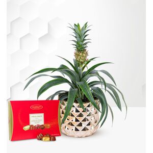 Prestige Flowers Golden Pineapple Plant with Chocolates