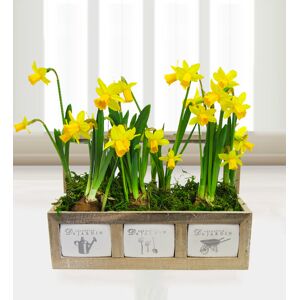 Prestige Flowers Tete a Tete Planter - Free Chocs