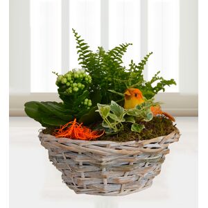 Prestige Flowers Basket of Nature - Free Chocs