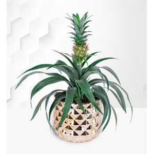 Prestige Flowers Golden Pineapple Plant
