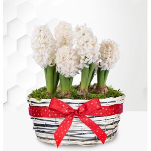 Prestige Flowers Winter Hyacinth Basket