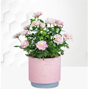 Prestige Flowers Classic Rose Plant