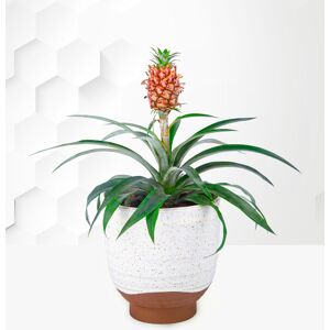 Prestige Flowers Pink Pineapple Plant