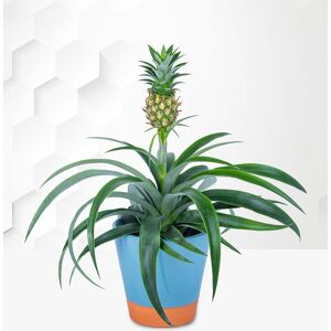 Prestige Flowers Pineapple Plant