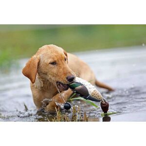 Asd Green-winged Teal Dog Toy Grey