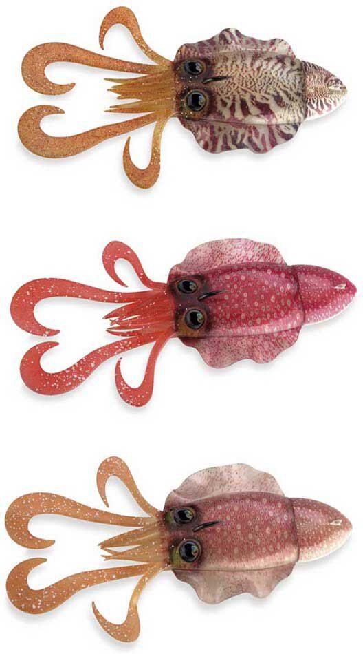 Akami Sepaide Soft Lure 170g Red Shrimp One Size unisex