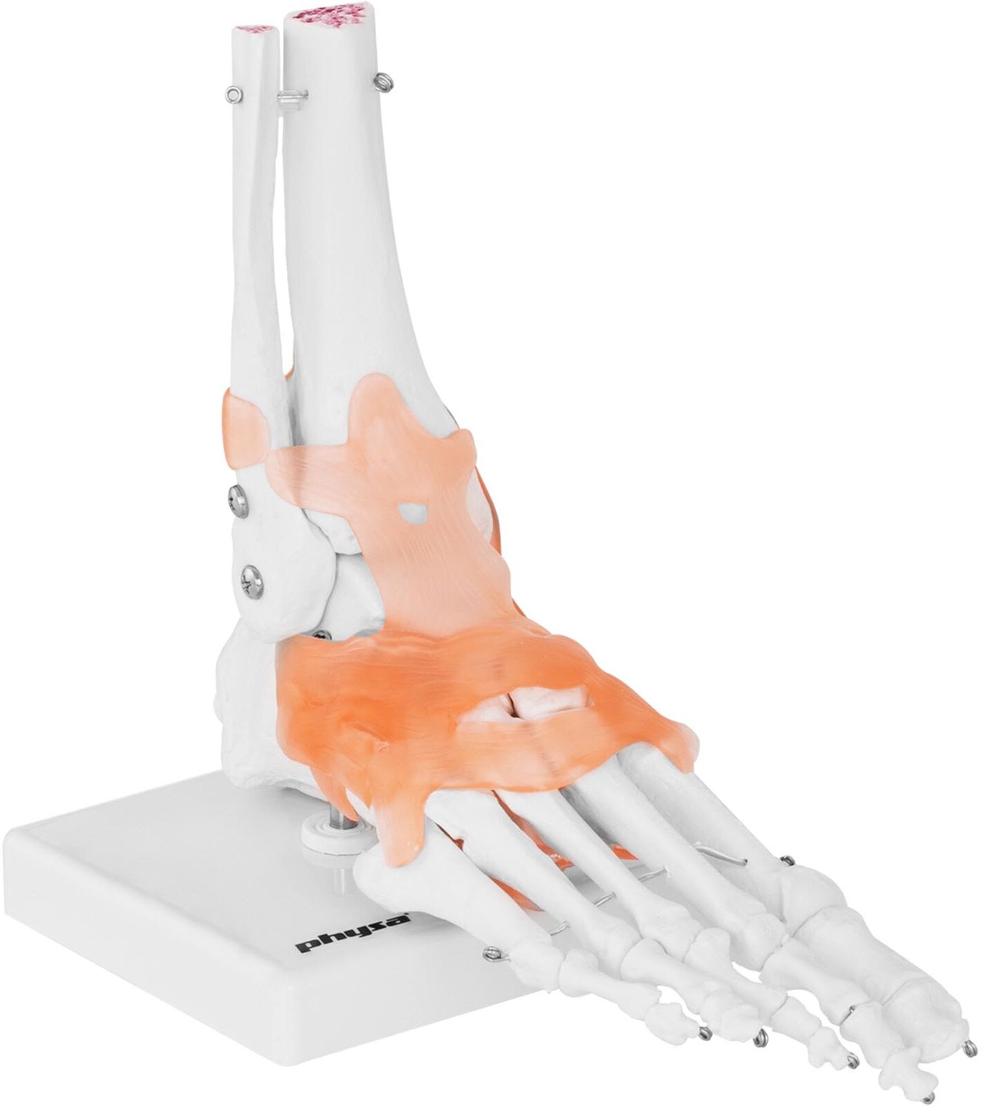 physa Foot Skeleton Model - with Ligaments and Joints PHY-FM-1 physa Foot Skeleton Model - with Ligaments and Joints PHY-FM-1