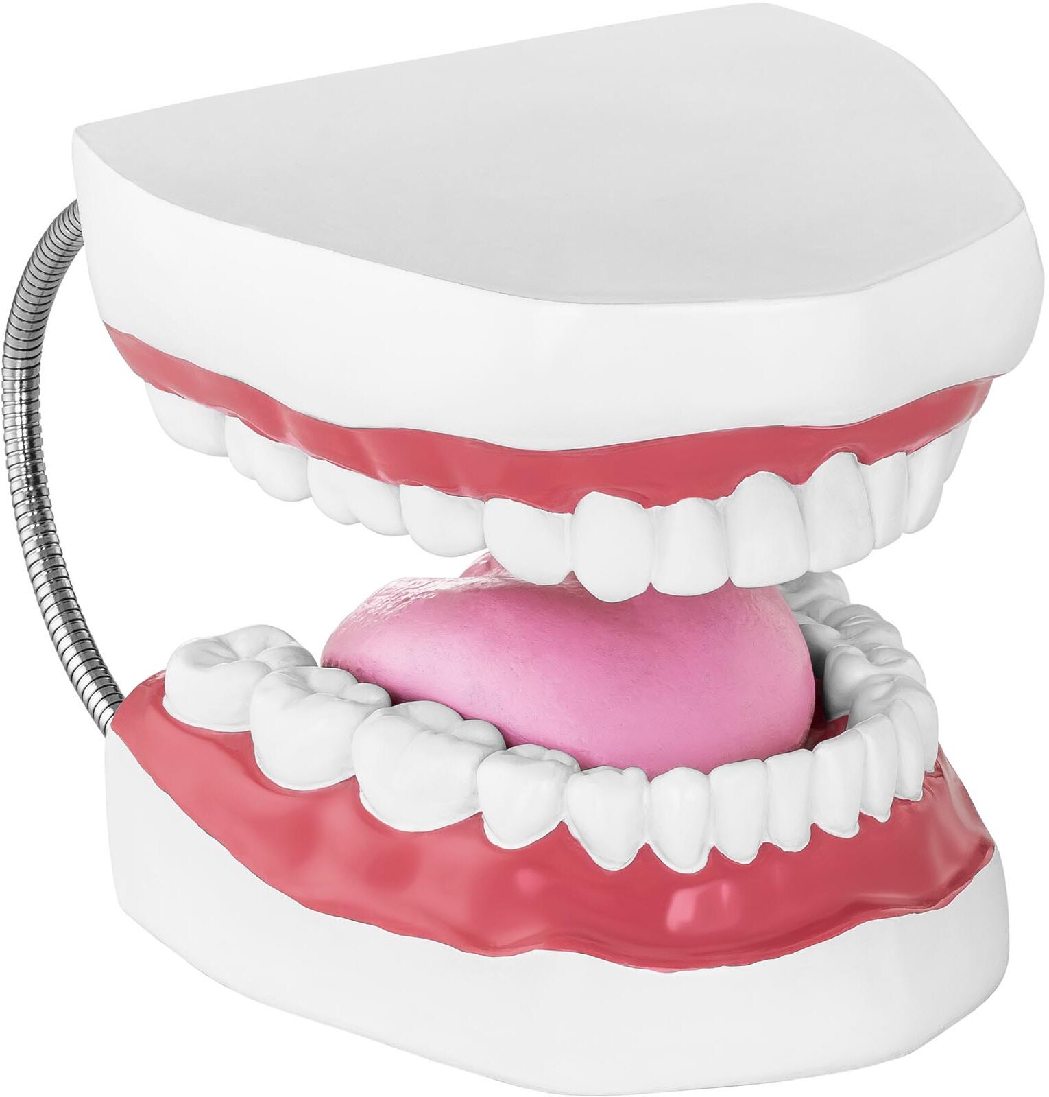 physa Teeth Model - Set of Teeth PHY-TM-2 physa Teeth Model - Set of Teeth PHY-TM-2