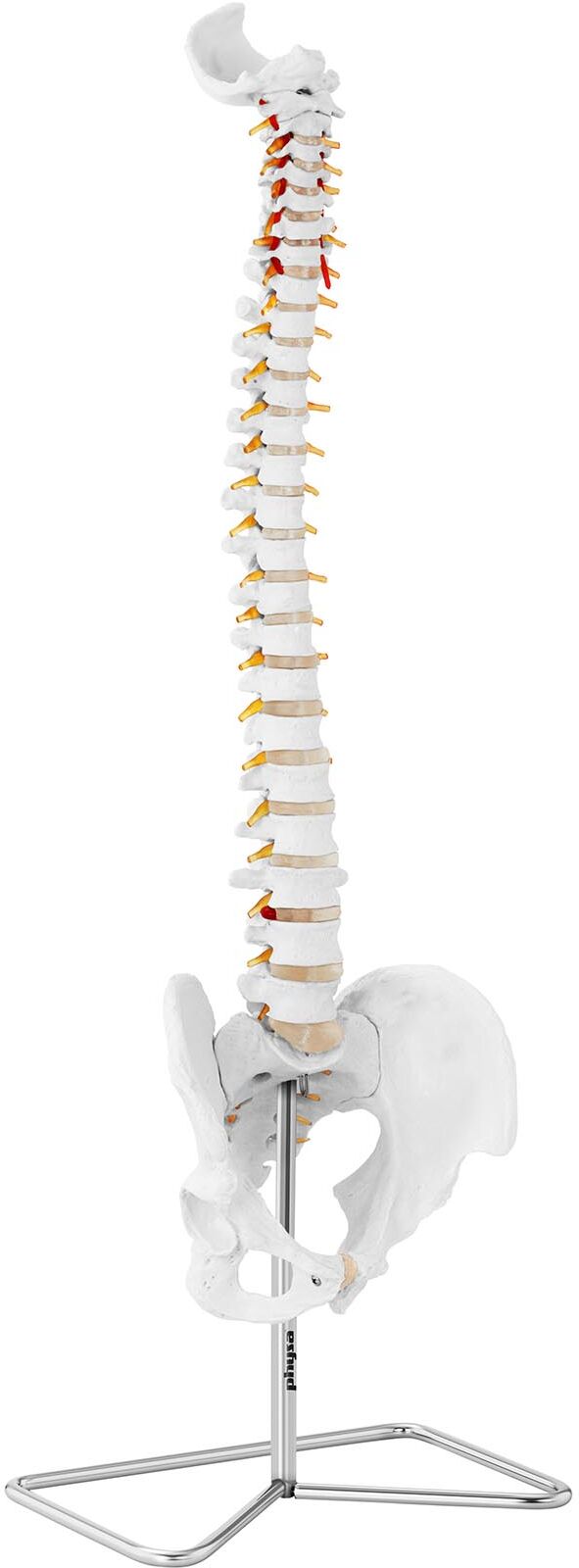 physa Spine Model with Pelvis PHY-SM-2 physa Spine Model with Pelvis PHY-SM-2