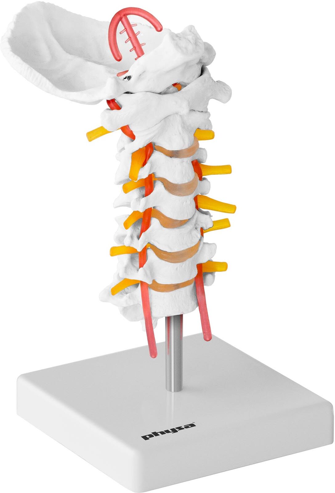 physa Cervical Spine Model PHY-SM-3 physa Cervical Spine Model PHY-SM-3