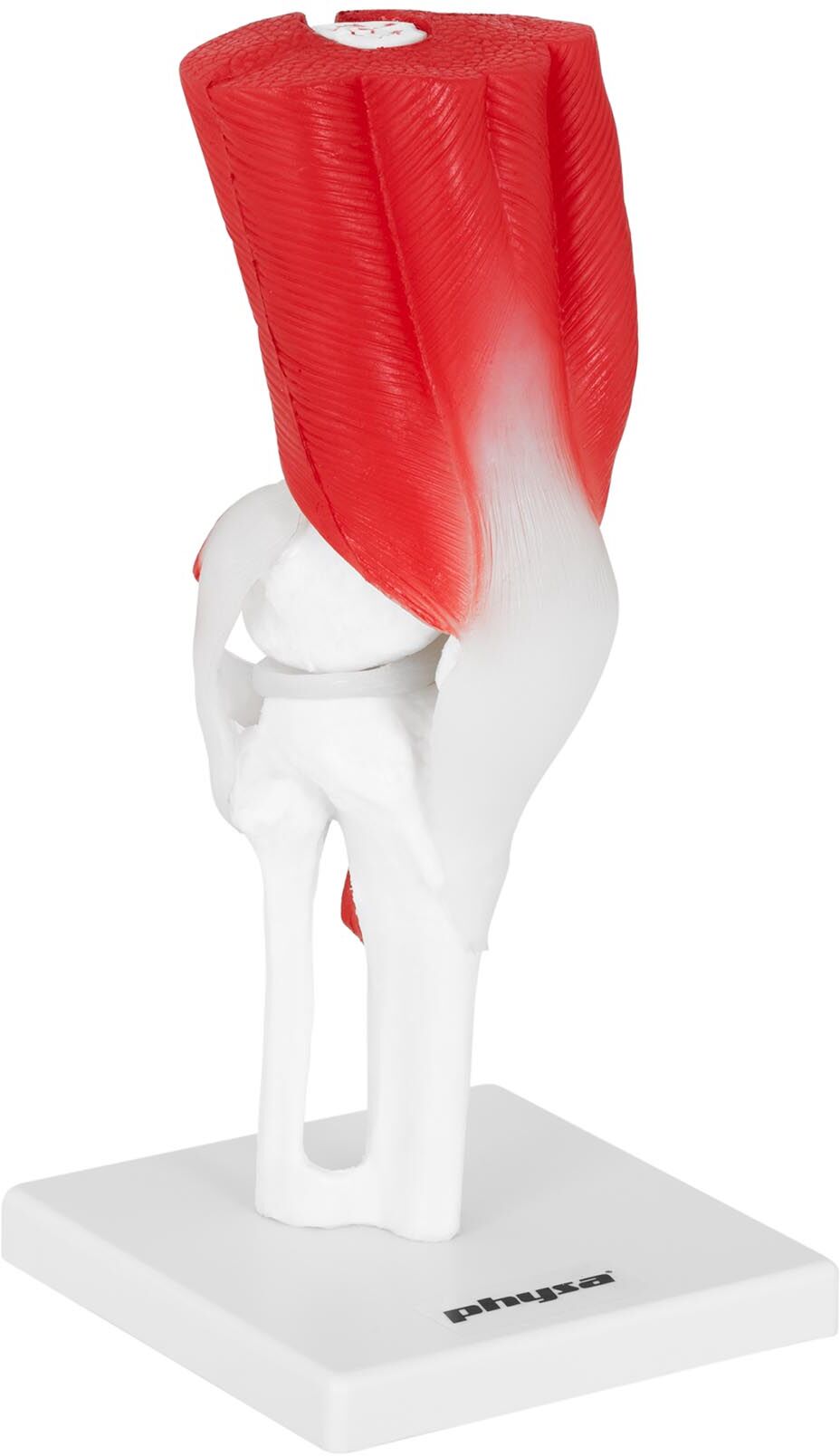 physa Knee Joint Model - life-sized PHY-KJ-2 physa Knee Joint Model - life-sized PHY-KJ-2