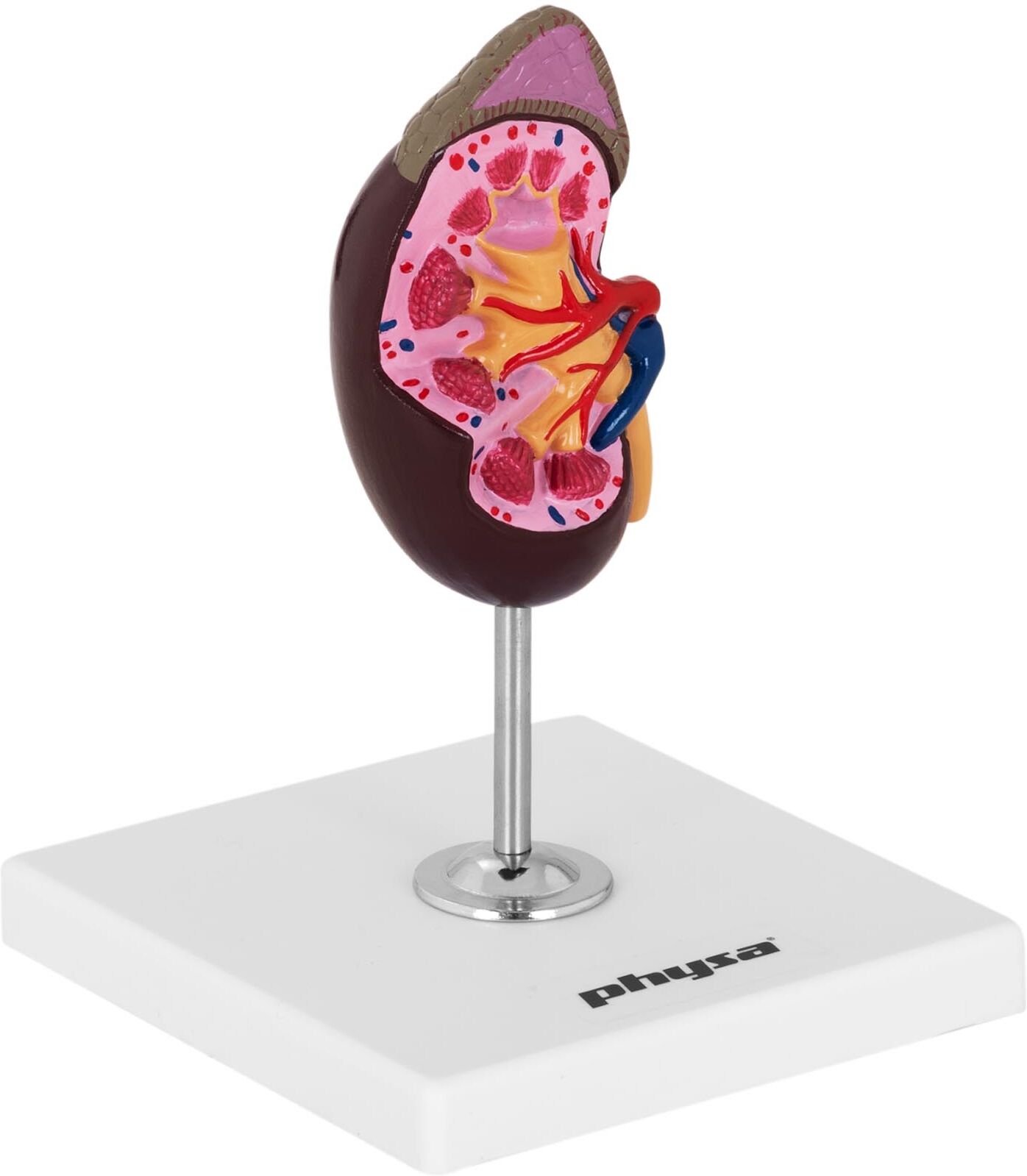 physa Kidney Model - life-sized PHY-KM-1 physa Kidney Model - life-sized PHY-KM-1