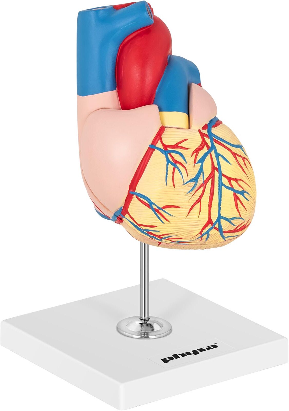 physa Heart Model - separable into 2 parts - life-sized PHY-HM-2 physa Heart Model - separable into 2 parts - life-sized PHY-HM-2