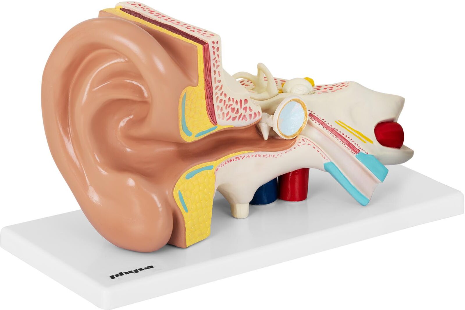 physa Ear Model - separable into 4 parts - 2x life size PHY-EM-1 physa Ear Model - separable into 4 parts - 2x life size PHY-EM-1