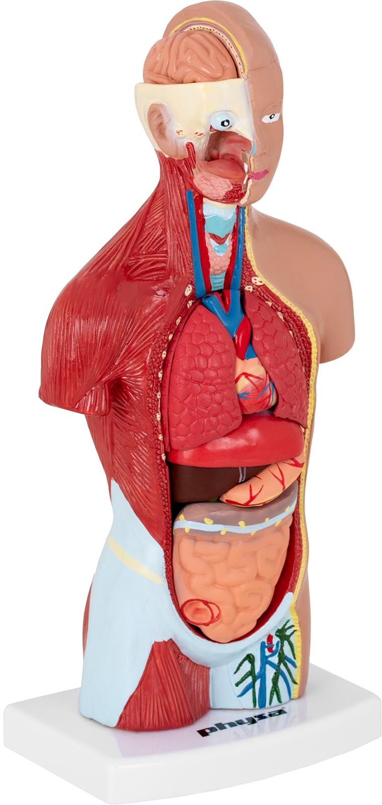 physa Torso Model - separable into 15 pieces - 26 cm tall PHY-HT-1 physa Torso Model - separable into 15 pieces - 26 cm tall PHY-HT-1