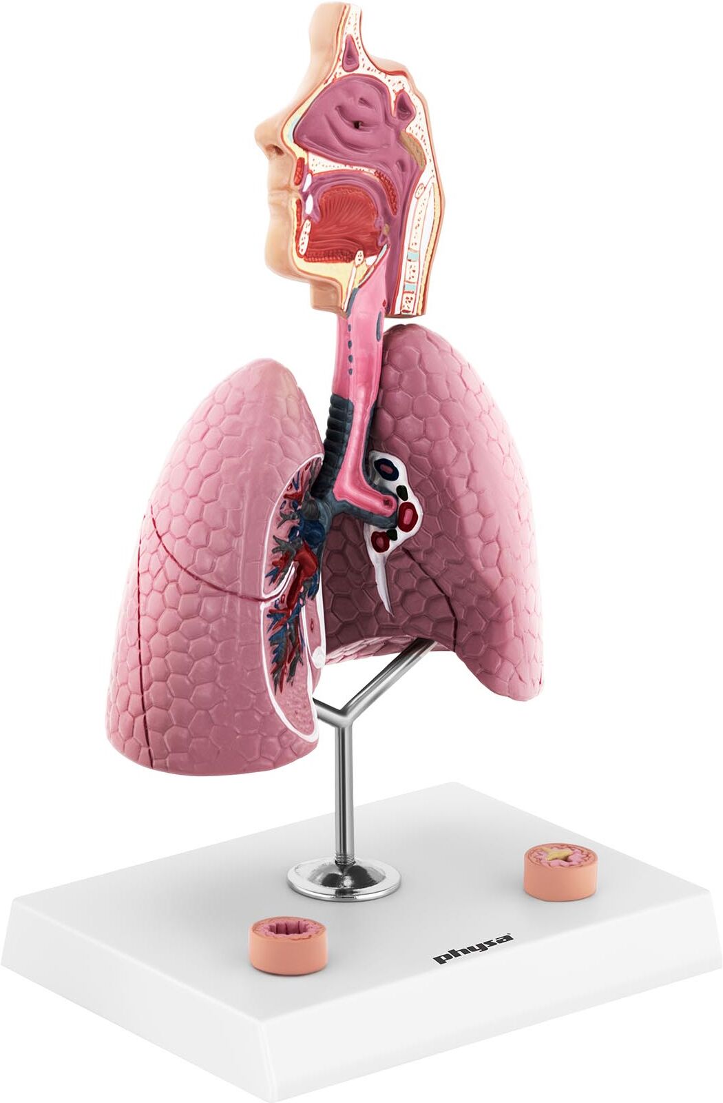 physa Respiratory System Model - 27.5 cm tall - full-colour PHY-RS-1 physa Respiratory System Model - 27.5 cm tall - full-colour PHY-RS-1