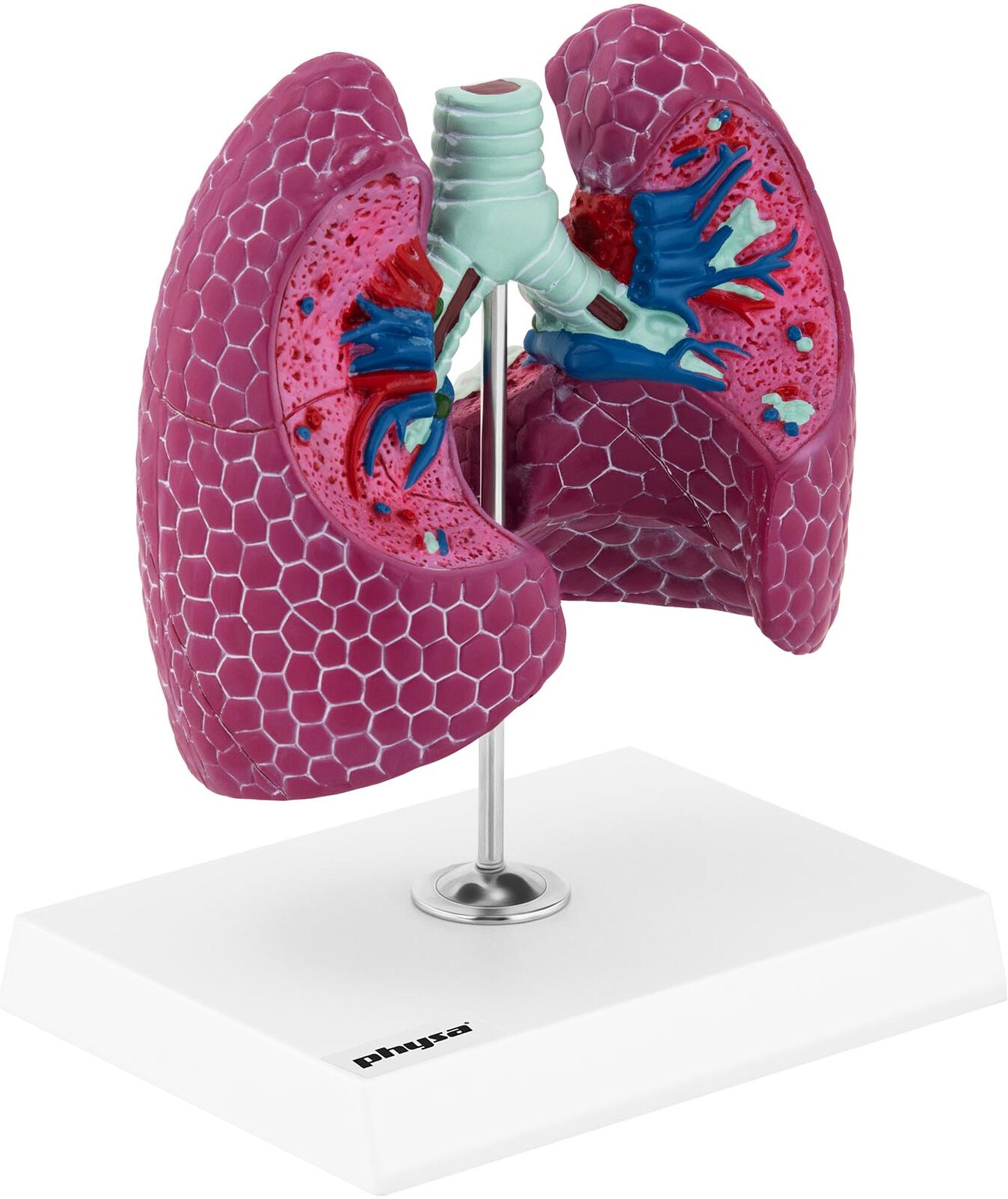 physa Lung Model - with pathologies PHY-LM-1 physa Lung Model - with pathologies PHY-LM-1
