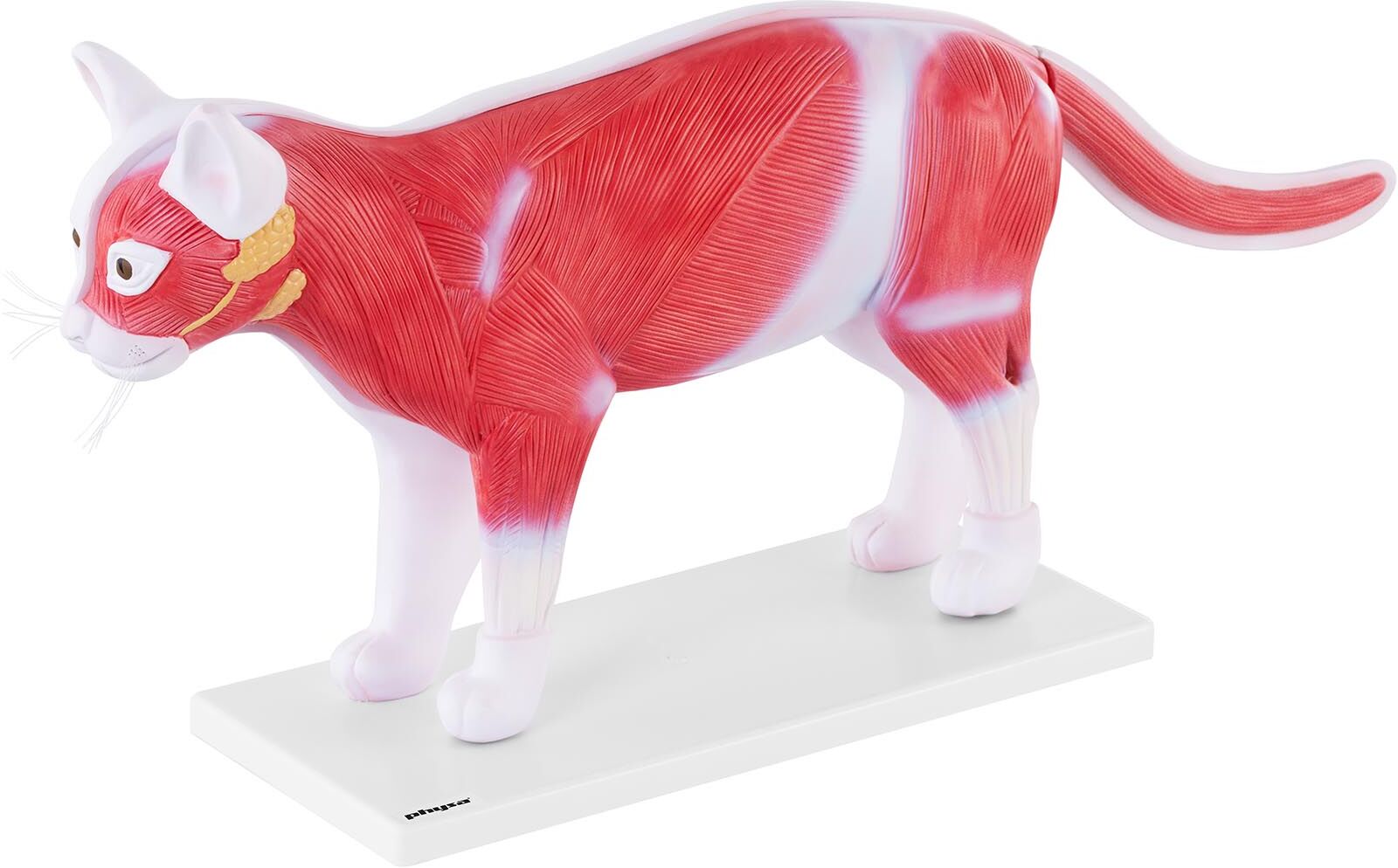 physa Cat Model - Inner Organs PHY-AM-3 physa Cat Model - Inner Organs PHY-AM-3