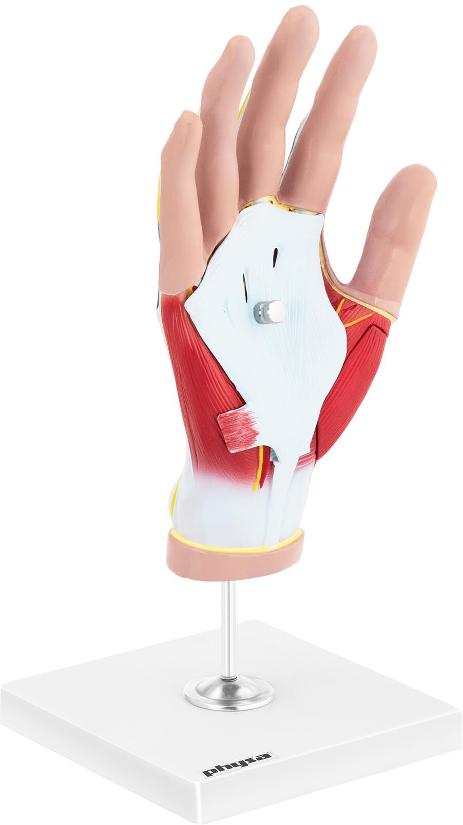 physa Anatomy Model - Hand - Four Pieces - Original Size - Muscle Degeneration PHY-HM-3 physa Anatomy Model - Hand - Four Pieces - Original Size - Muscle Degeneration PHY-HM-3