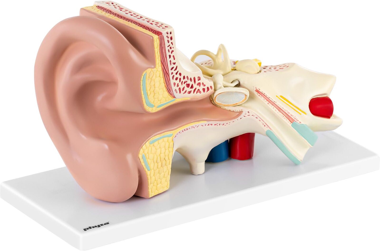 physa Ear Model - Dismountable into 4 Parts - Triple Size PHY-EM-2 physa Ear Model - Dismountable into 4 Parts - Triple Size PHY-EM-2
