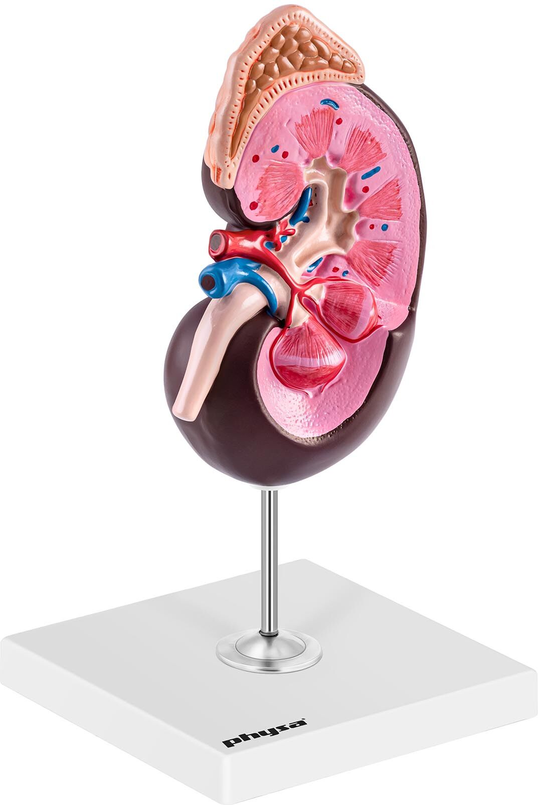 physa Kidney model - 1.5x magnification PHY-KM-3 physa Kidney model - 1.5x magnification PHY-KM-3