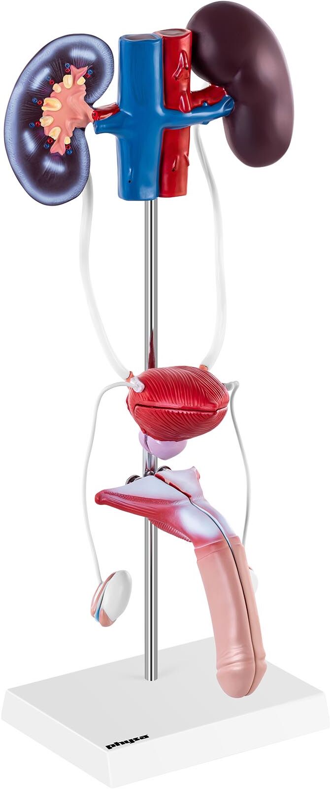 physa Anatomy Model - urogenital system - male - life-sized PHY-US-1 physa Anatomy Model - urogenital system - male - life-sized PHY-US-1