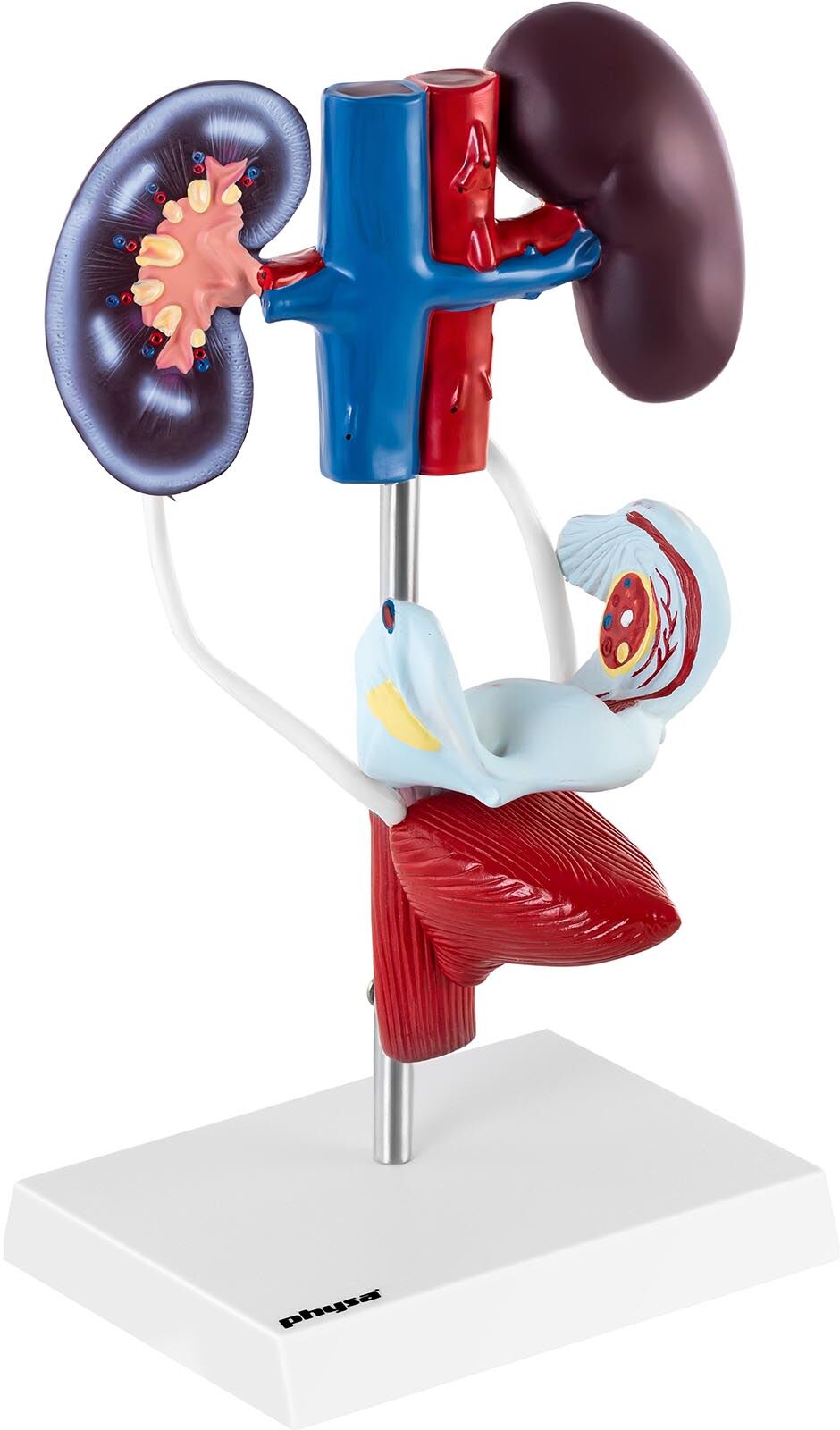 physa Anatomy Model - urogenital system - female - life-sized PHY-US-2 physa Anatomy Model - urogenital system - female - life-sized PHY-US-2