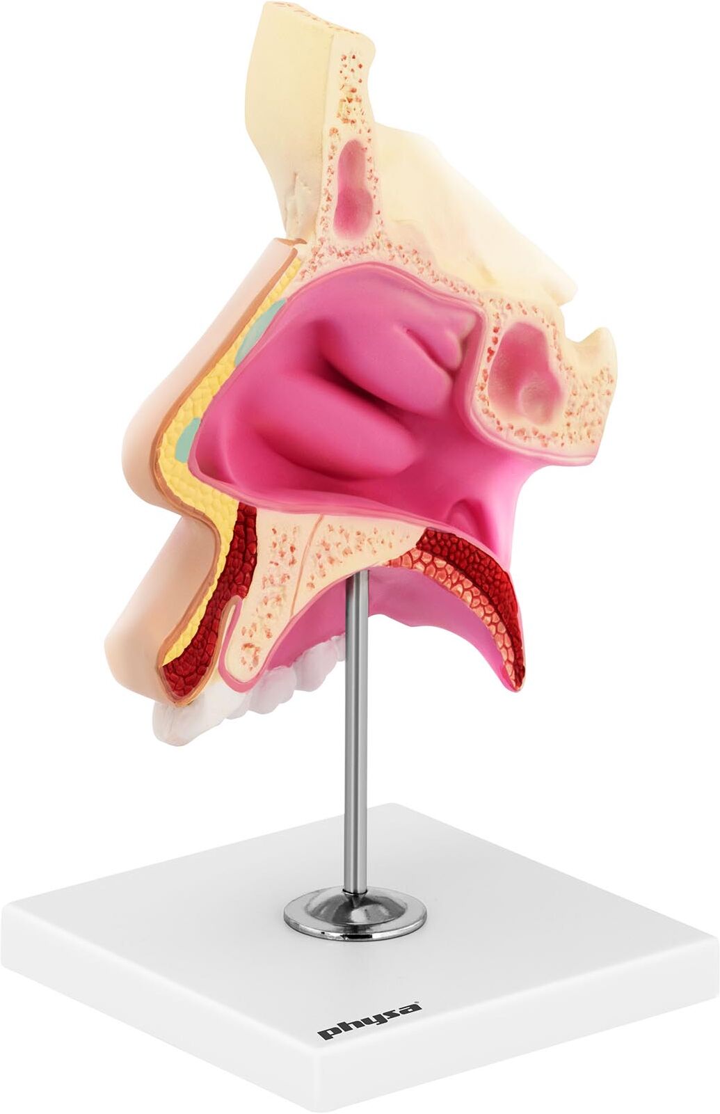 physa Anatomical Model - nasal cavity - life-size PHY-NM-1 physa Anatomical Model - nasal cavity - life-size PHY-NM-1