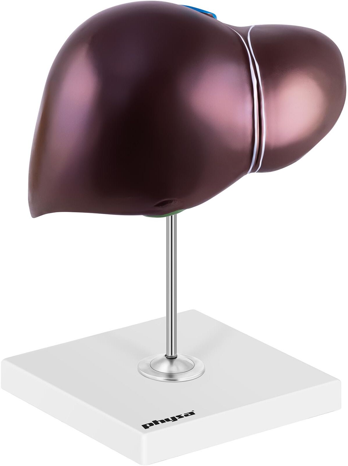 physa Human Liver Model - Original Life Size PHY-LM-3 physa Human Liver Model - Original Life Size PHY-LM-3