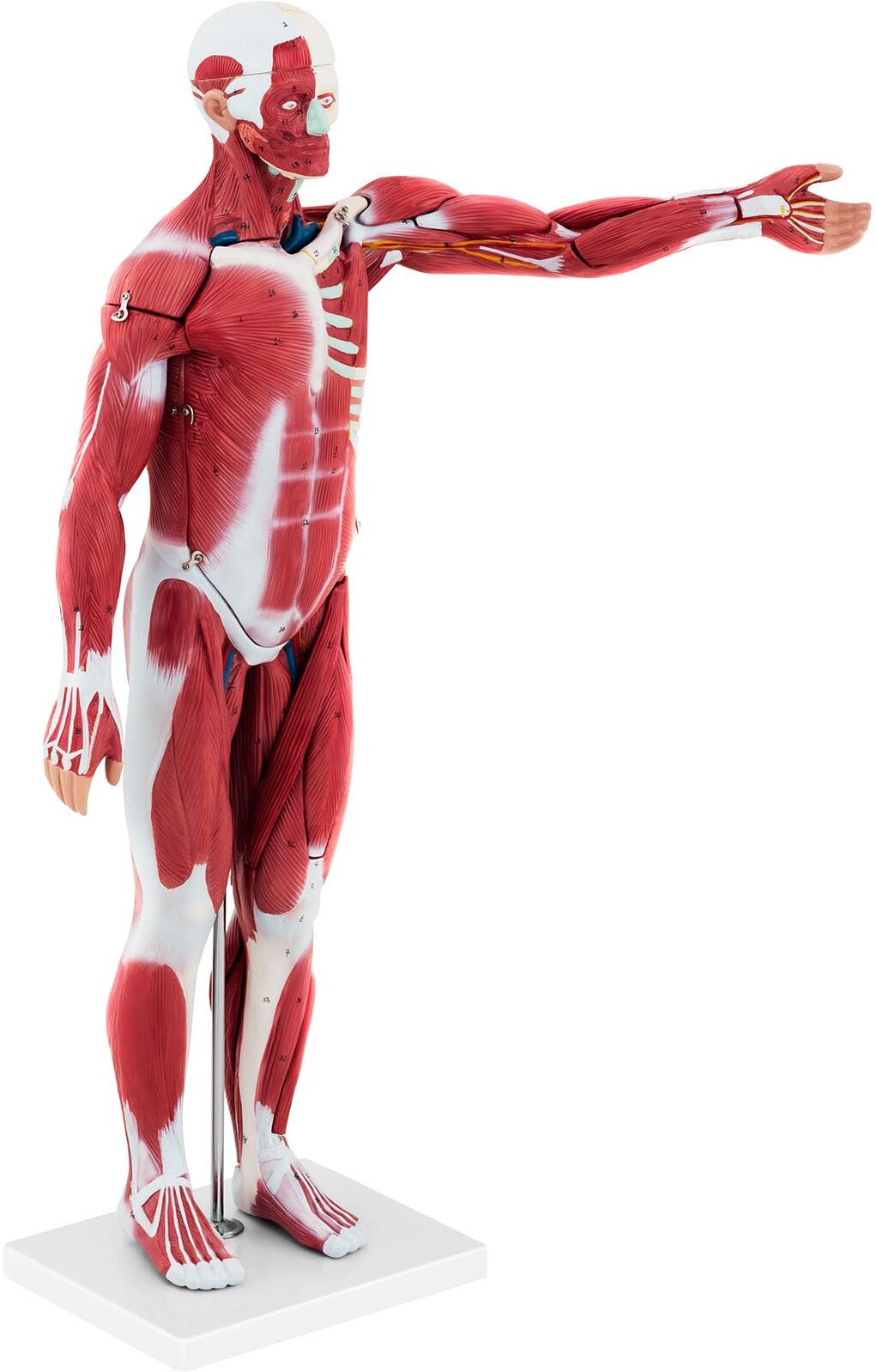 physa Musculature model - unisex - 27 parts - 76 cm height PHY-BM-5 physa Musculature model - unisex - 27 parts - 76 cm height PHY-BM-5