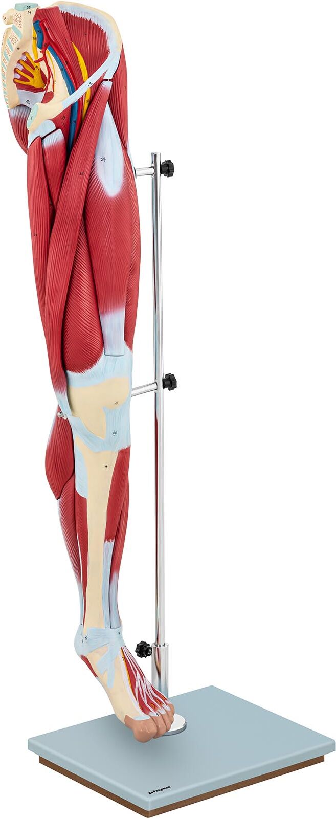 physa Leg Model - Leg Muscles - Coloured PHY-LM-4 physa Leg Model - Leg Muscles - Coloured PHY-LM-4