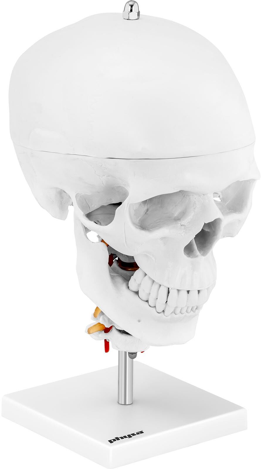 physa Skull Model - with 7 cervical vertebrae and brain - original size PHY- SK-8 physa Skull Model - with 7 cervical vertebrae and brain - original size PHY- SK-8