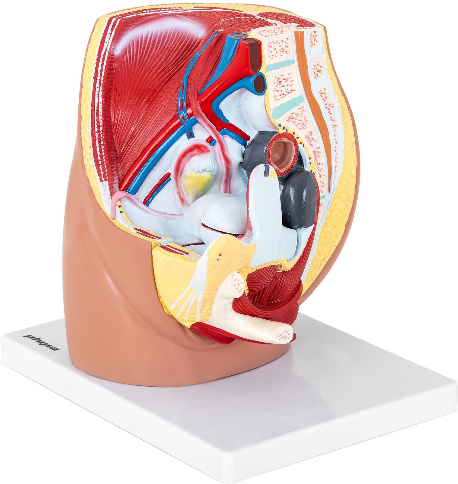 physa Pelvis Model - female - separable into 3 parts - life-sized PHY-FP-4