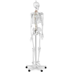 physa Skeleton Model - Life-sized PHY-SK-1