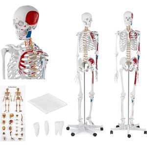 physa Model Skeleton - Life-sized - coloured PHY-SK-2