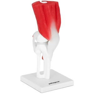 physa Knee Joint Model - life-sized PHY-KJ-2