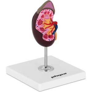 physa Kidney Model - life-sized PHY-KM-1