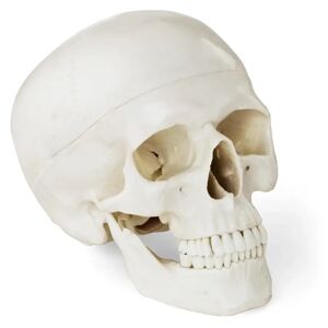 physa Skull Model - white PHY-SK-4