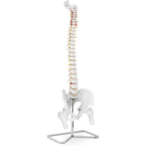 physa Spine Model with Pelvis PHY-SM-1