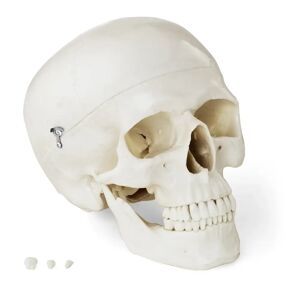 physa Skull Model - white PHY-SK-4