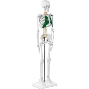 physa Miniature Skeleton - 85 cm PHY-SK-5