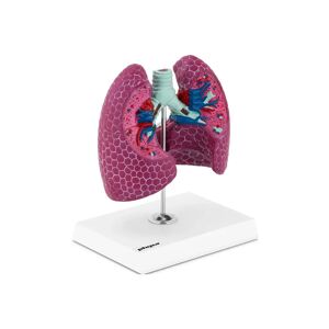 physa Lung Model - with pathologies PHY-LM-1