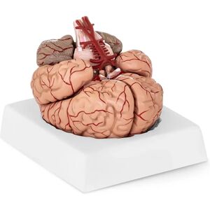 physa Model Brain - 9 segments - life sized PHY-BM-1