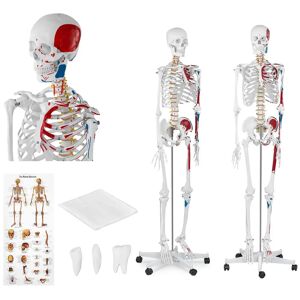 physa Model Skeleton - Life-sized - coloured PHY-SK-2