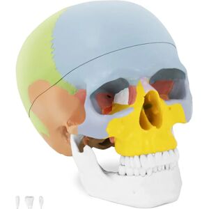 physa Skull Model - colourful PHY-SK-3