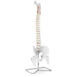 physa Spine Model with Pelvis PHY-SM-1